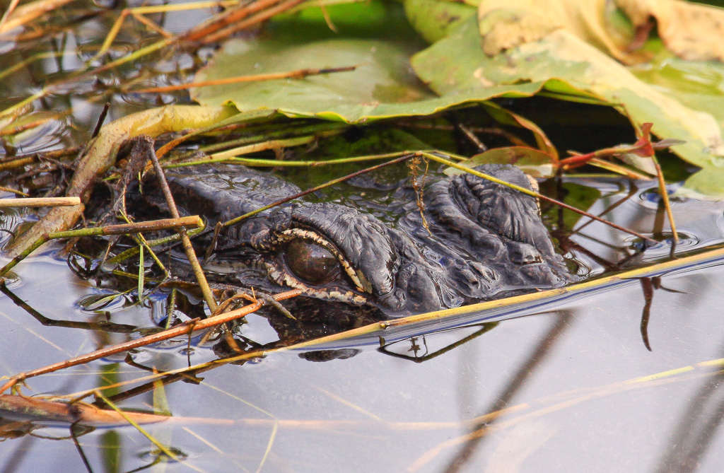 Alligator Eyes - Anhinga Trail, Everglades NP, Florida