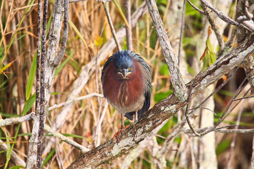 Green heron -  Florida