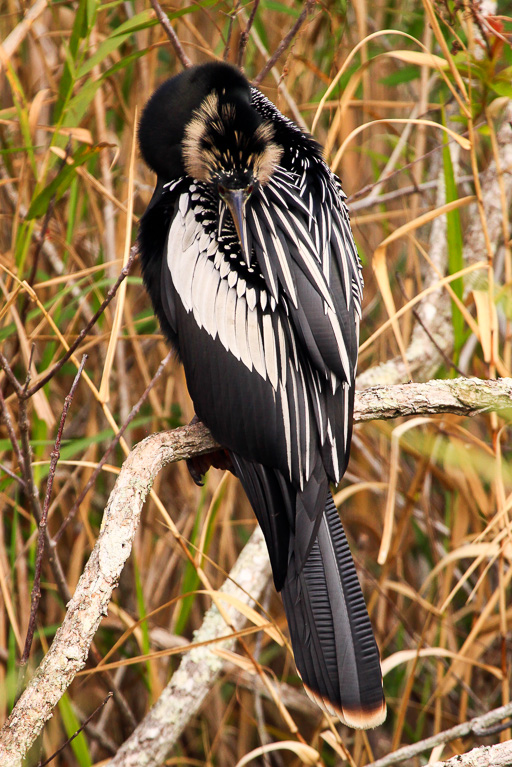 Anhinga -  Florida