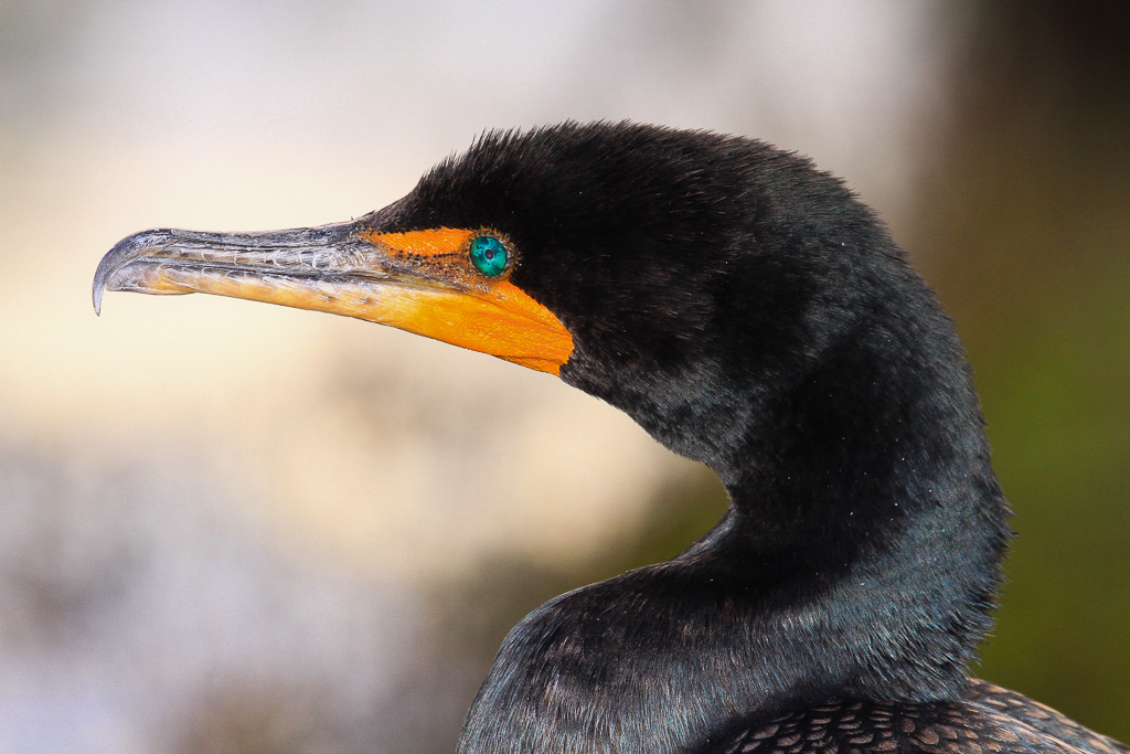 Cormorant -  Florida