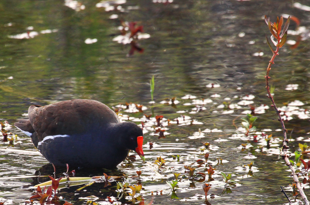 Common Moorhen -  Florida