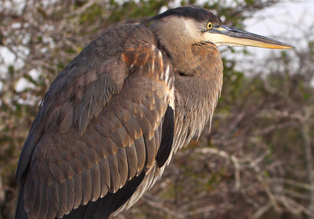 Great Blue Heron - Anhinga Trail