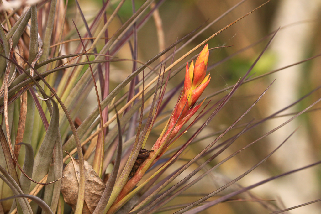 Wild Pine - Anhinga Trail