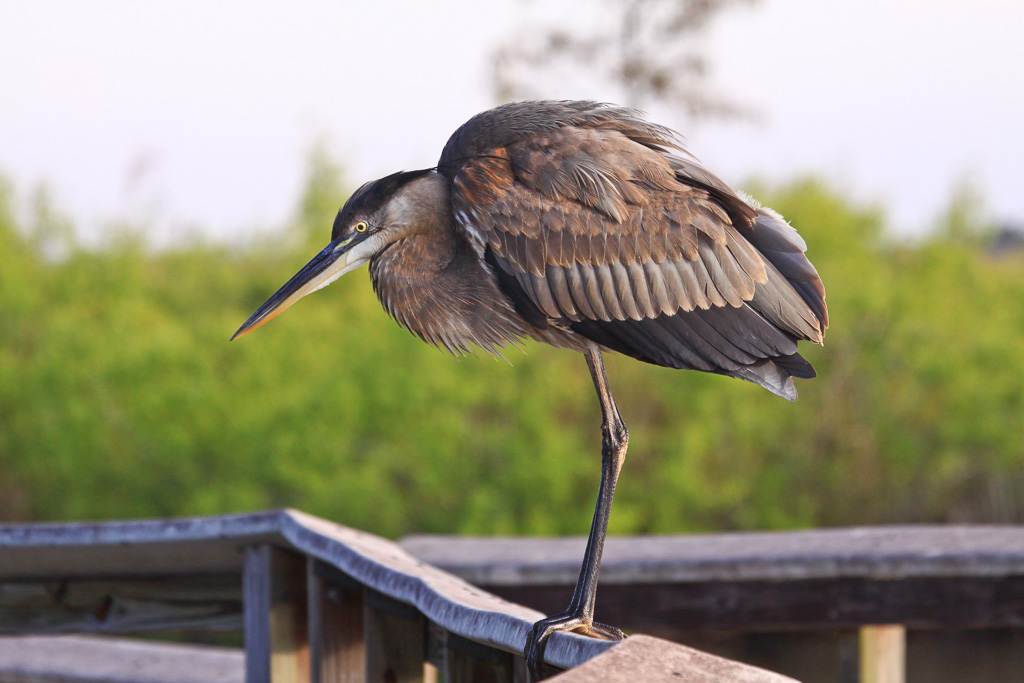 Great Blue Heron on the rail - Anhinga Trail