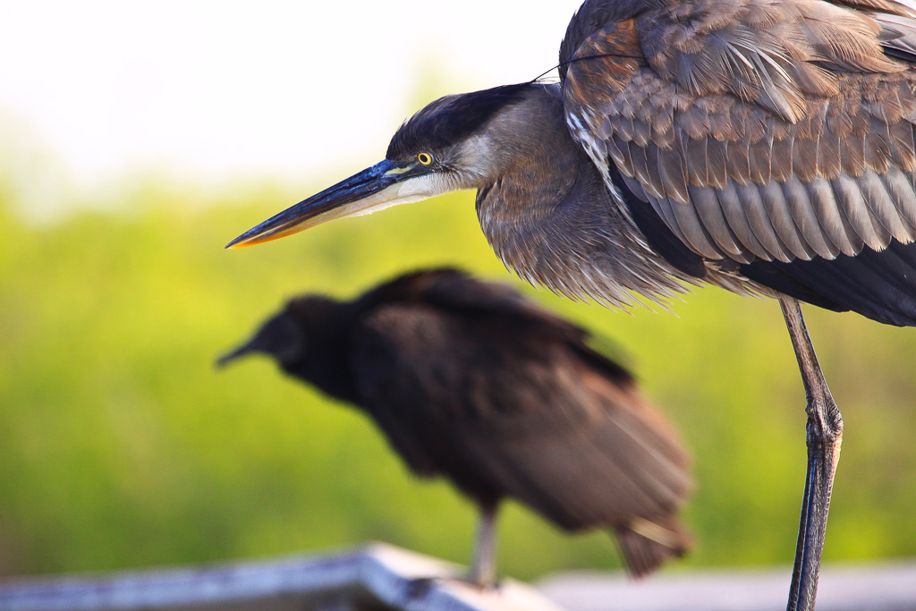 Great Blue Heron and Black Vulture -  Florida