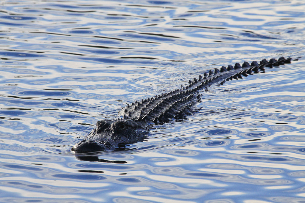 Alligator - Anhinga Trail, Everglades NP, Florida