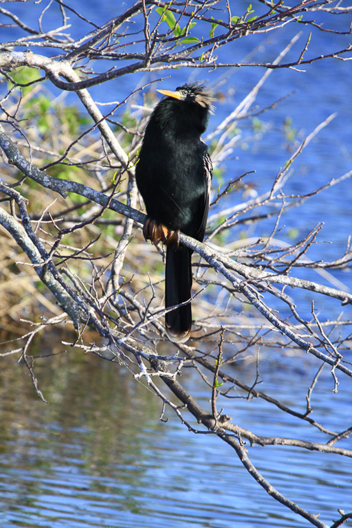 Anhinga - Anhinga Trail