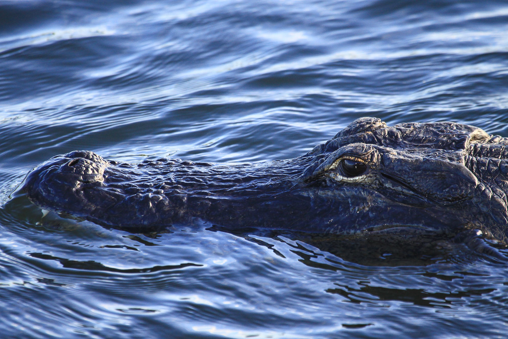 Gator - Anhinga Trail, Everglades NP, Florida