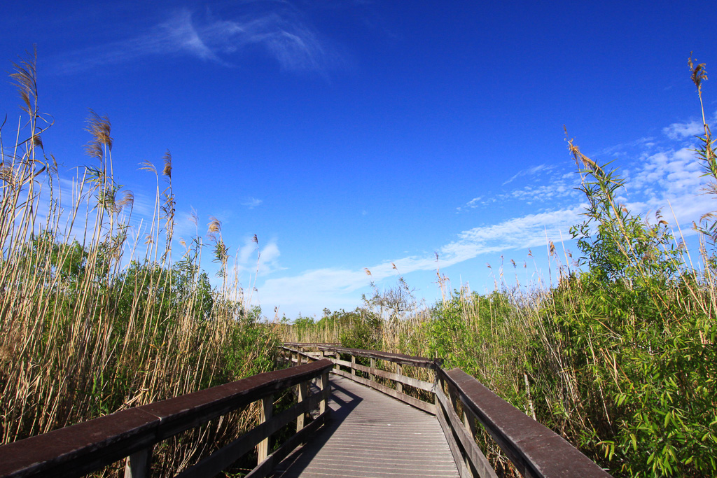 Boardwalk - Anhinga Trail