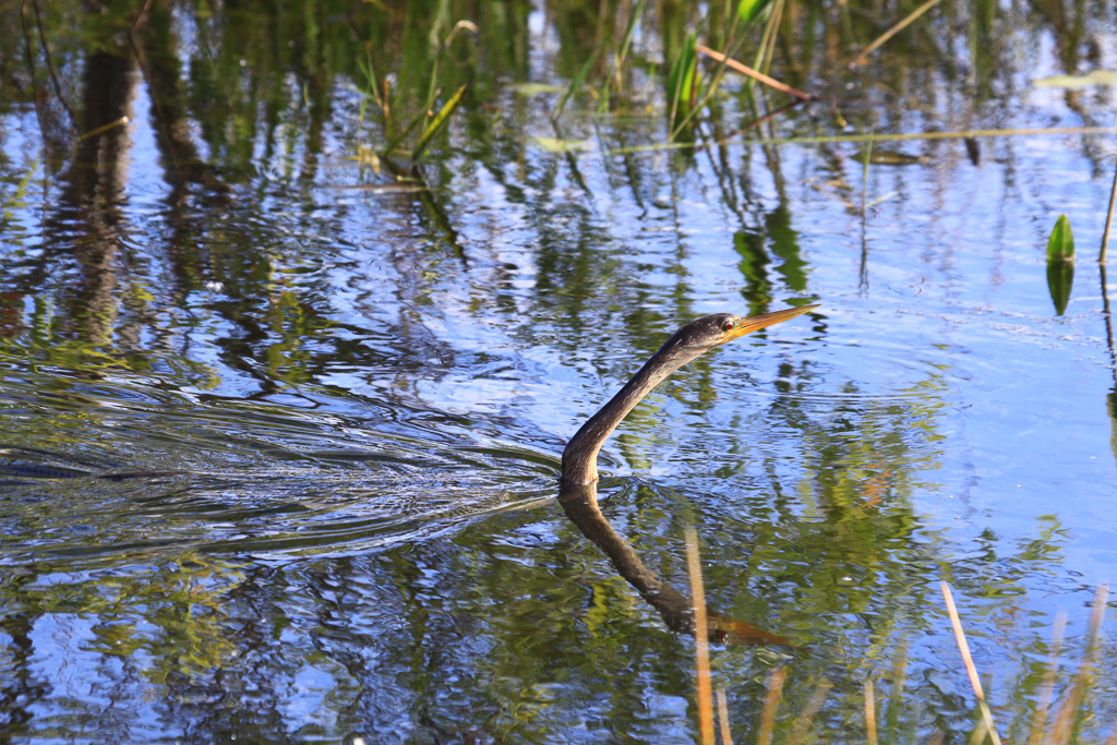 Anhinga, aka snakebird - Anhinga Trail