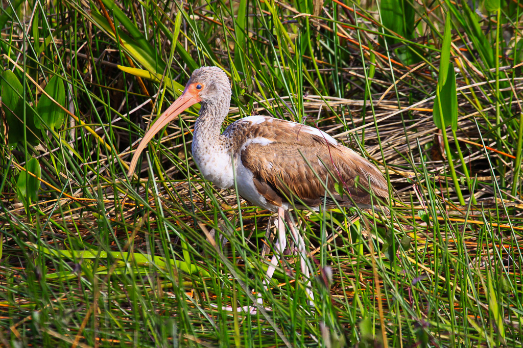 White Ibis (Immature) -  Florida