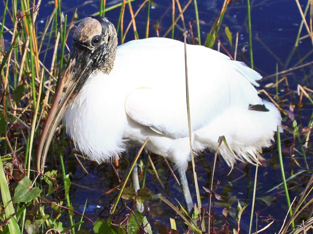 Wood Stork - Anhinga Trail