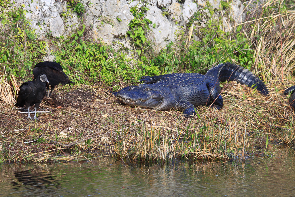 Black vultures checking out a gator - Anhinga Trail