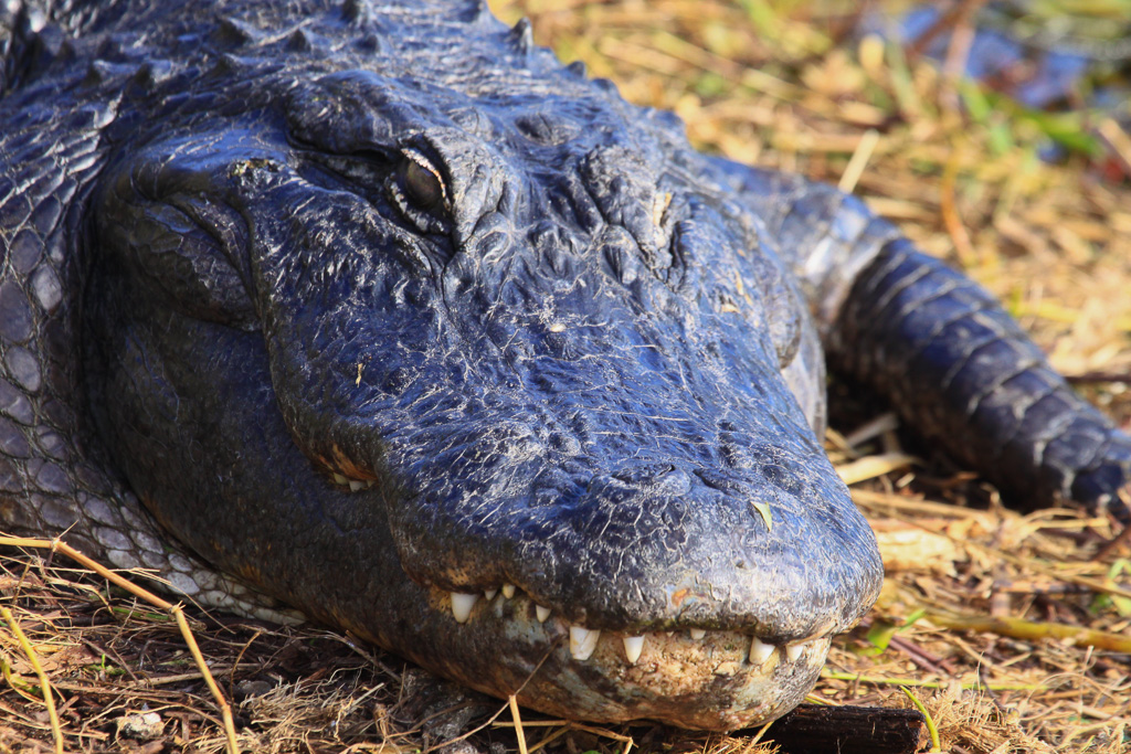 Ornery Smile/America Alligator - Anhinga Trail, Everglades NP, Florida