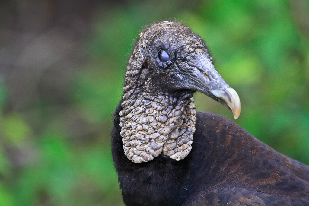 Black Vulture - Anhinga Trail