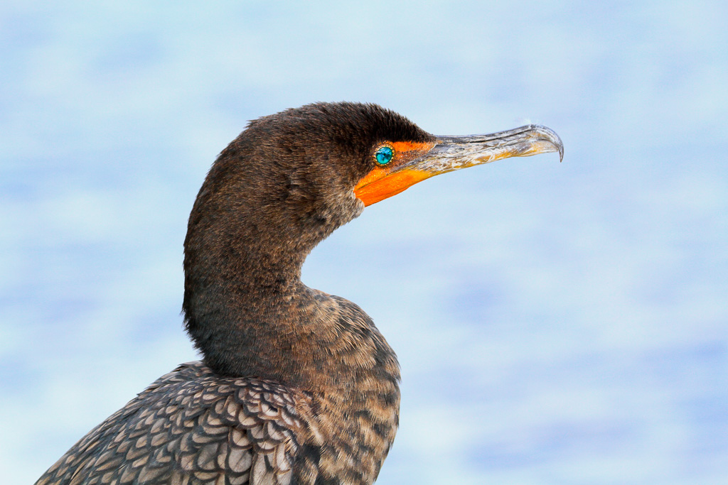 Double-crested Cormorant - Anhinga Trail