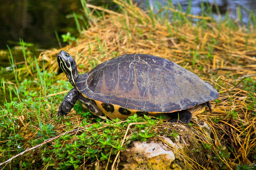 Red-bellied Turtle - Anhinga Trail