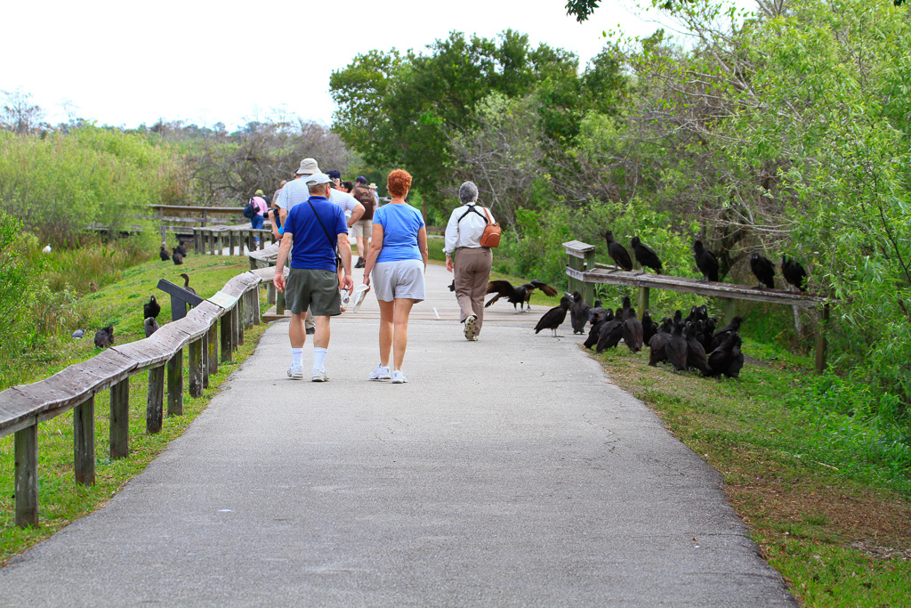 Hikers and birds - Anhinga Trail