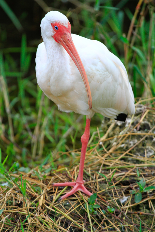White Ibis - Anhinga Trail, Florida