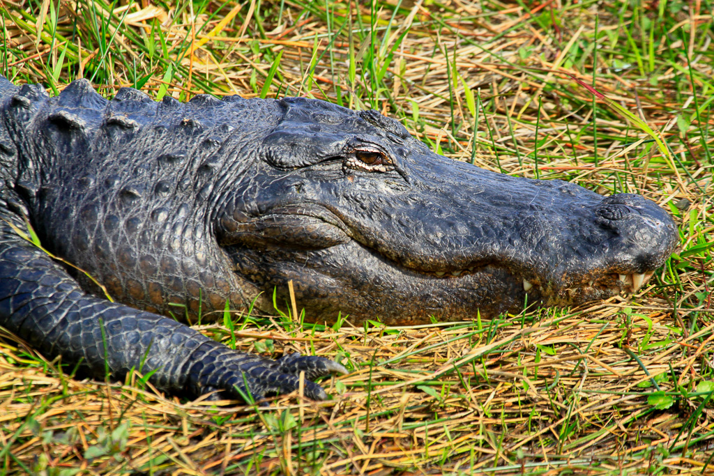 American Alligator - Anhinga Trail