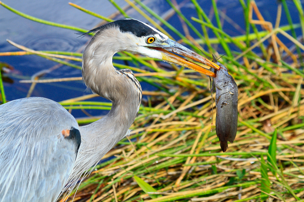 Great Blue Heron eating a fish - Anhinga Trail, Florida