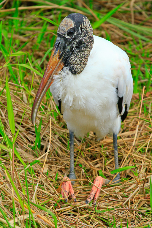 Wood Stork - Anhinga Trail