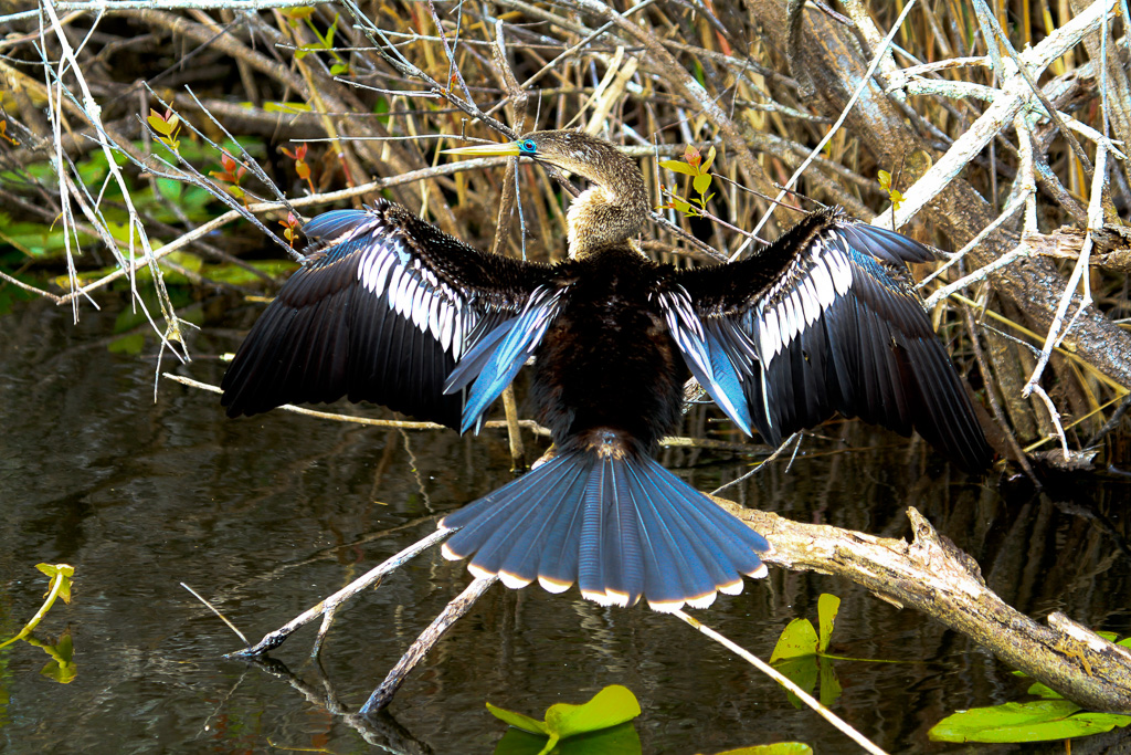 Anhinga drying its wings - Anhinga Trail