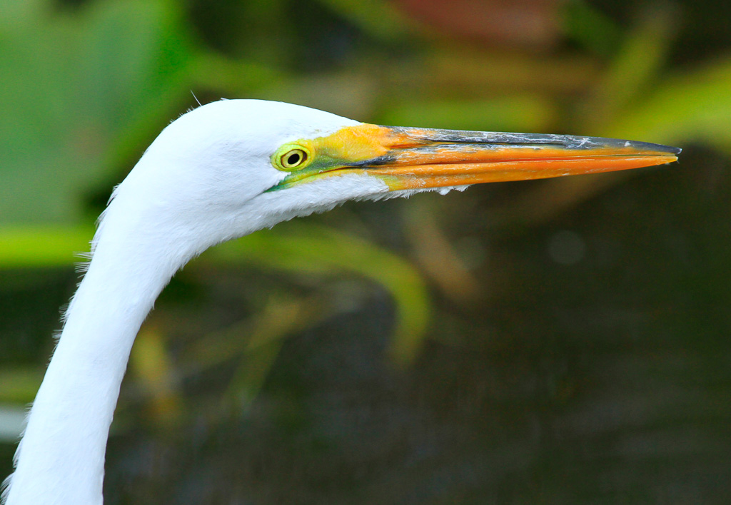 Great Egret - Anhinga Trail