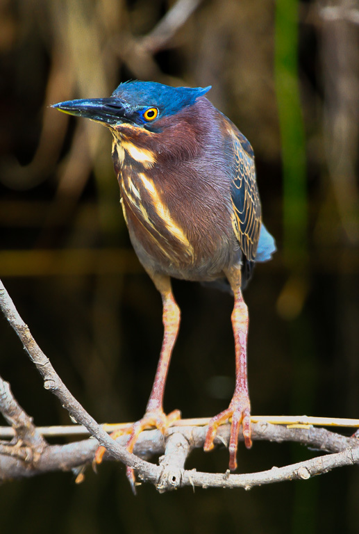 Green Heron - Anhinga Trail, Florida