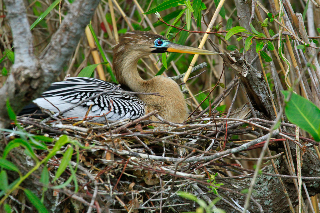 Anhinga on her nest - Anhinga Trail