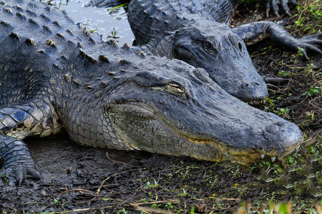 Alligator nap - Anhinga Trail