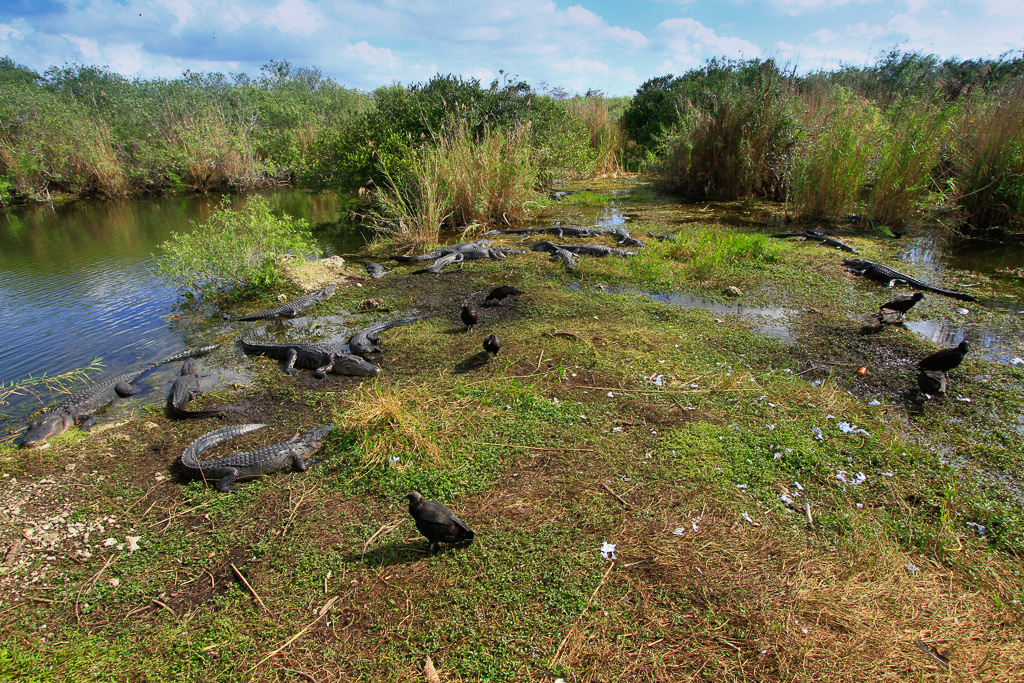 Alligators and vultures - Anhinga Trail