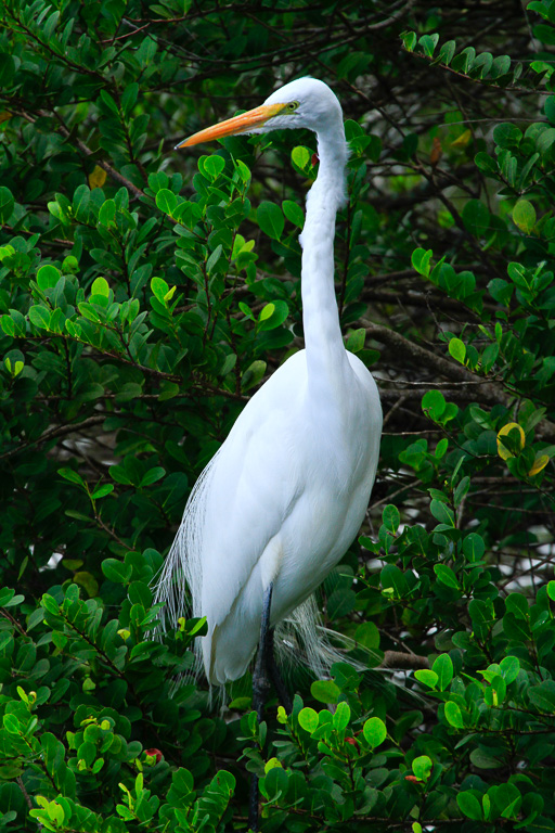 Great Egret perched in a tree - Anhinga Trail