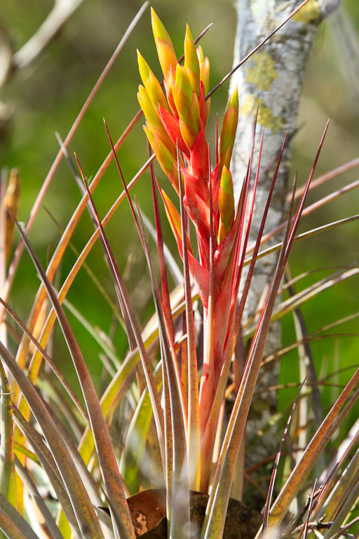 Tillandsia - Anhinga Trail