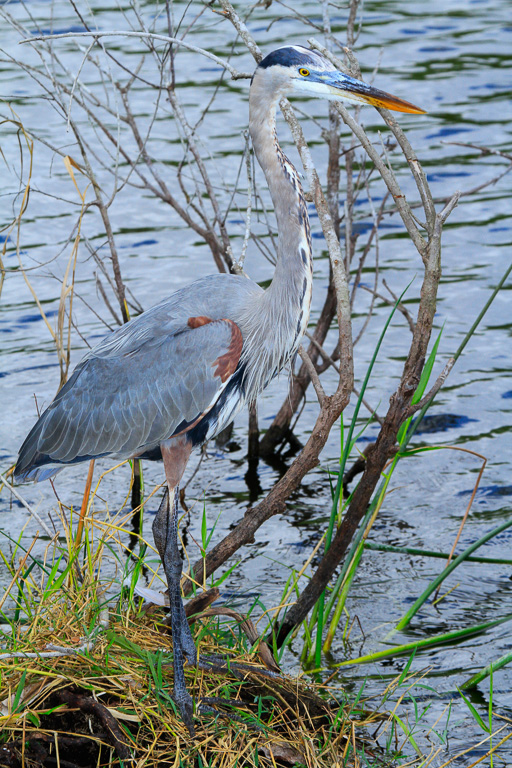 Great Blue Heron on the shore - Anhinga Trail