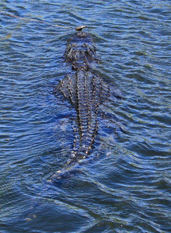 Alligator swimming the Everglades - Anhinga Trail