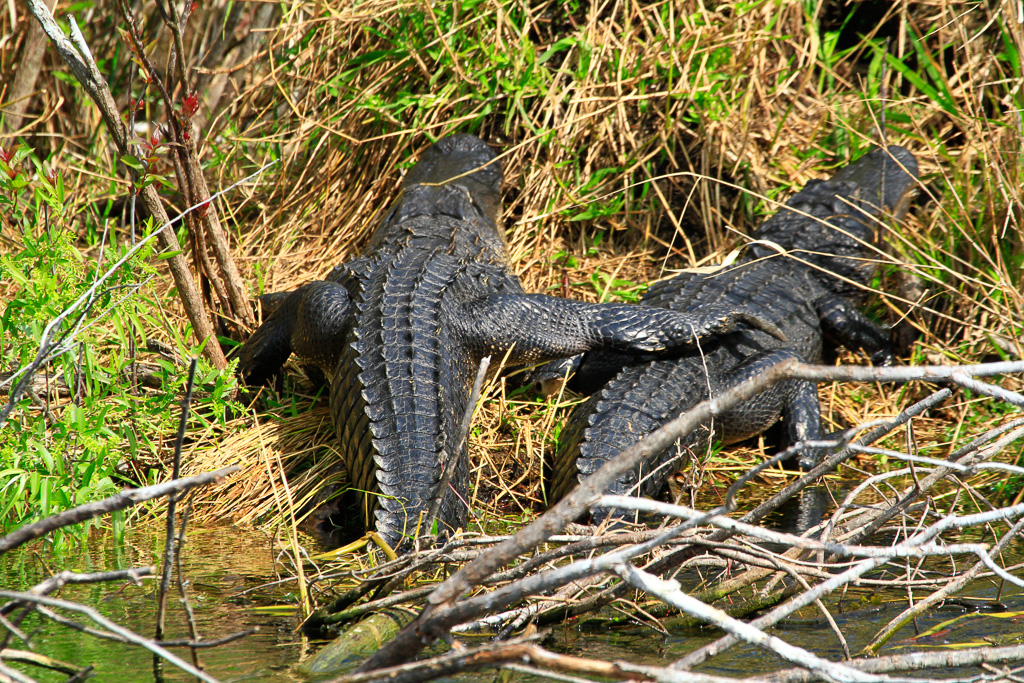 Alligator hugs - Anhinga Trail