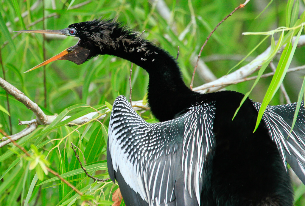 Anhinga squawking - Anhinga Trail, Florida