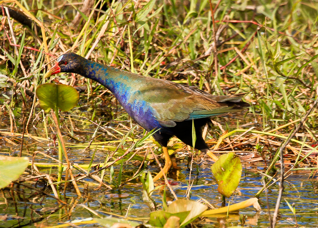 Purple Gallinule - Anhinga Trail, Florida