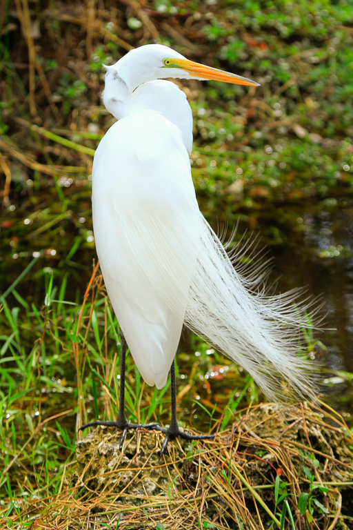 Great Egret in breeding plumage - Anhinga Trail
