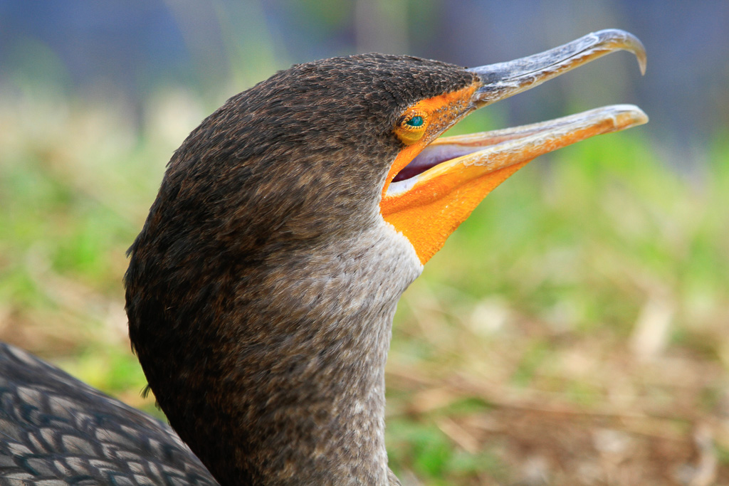 Double-crested Cormorant with open beak - Anhinga Trail