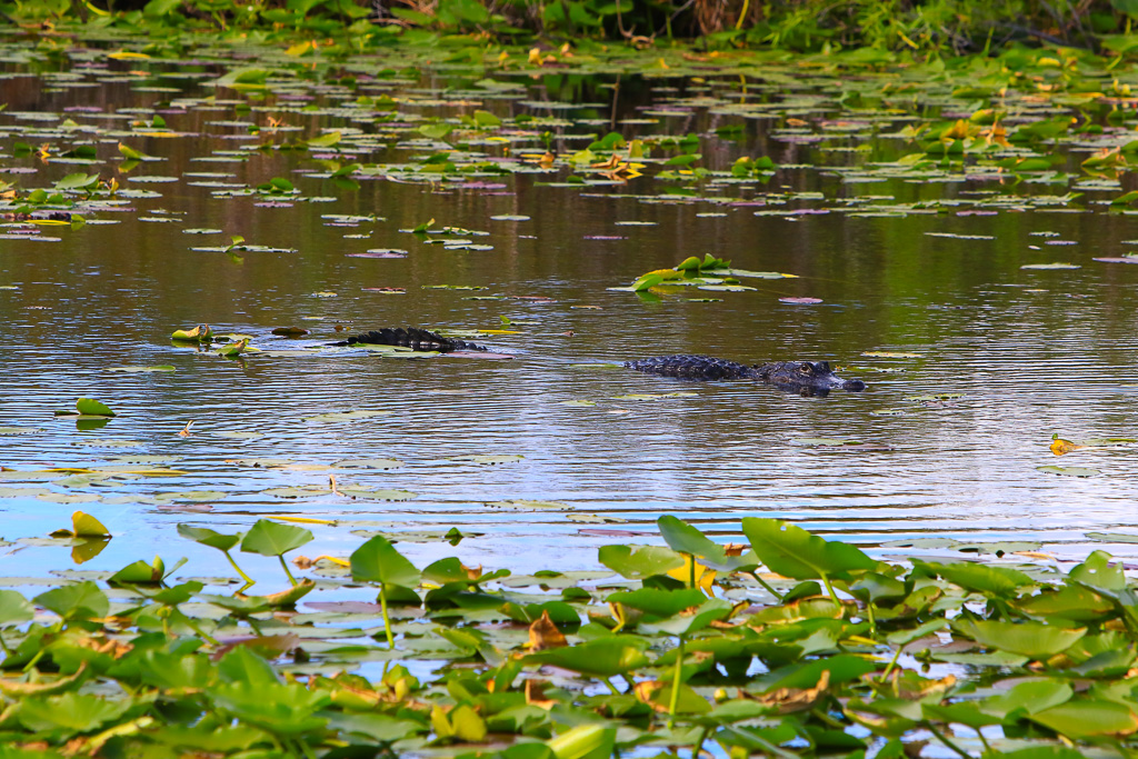 American Alligator - Anhinga Trail