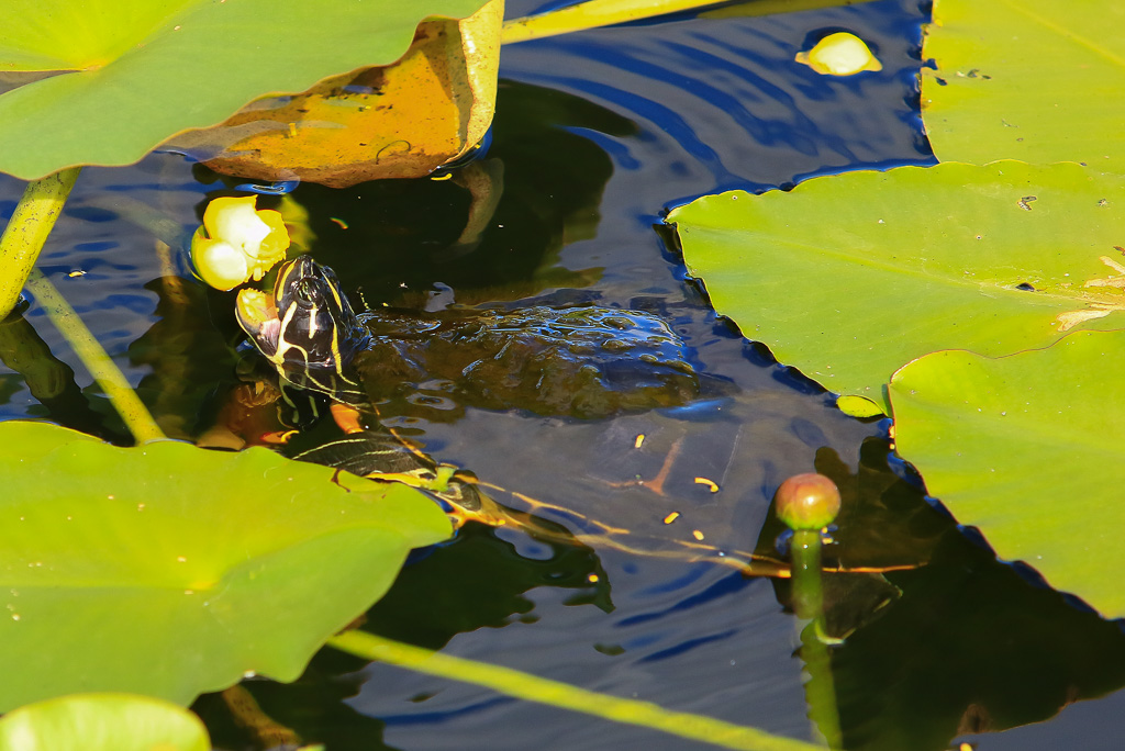 Common Cooter snacking on a yellow pond lily bloom - Anhinga Trail