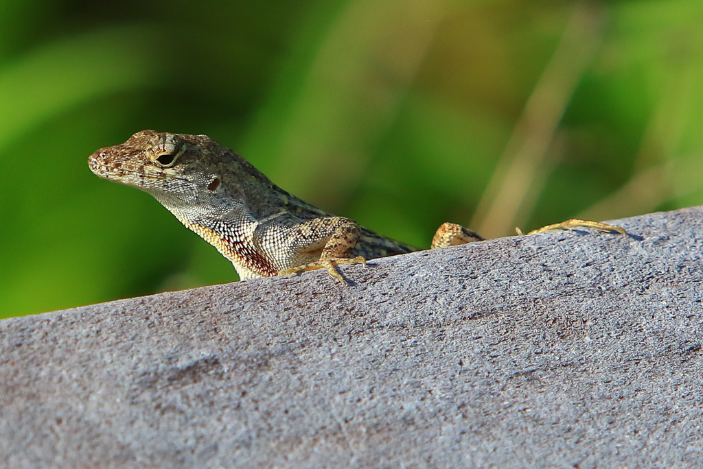 Brown anole - Anhinga Trail