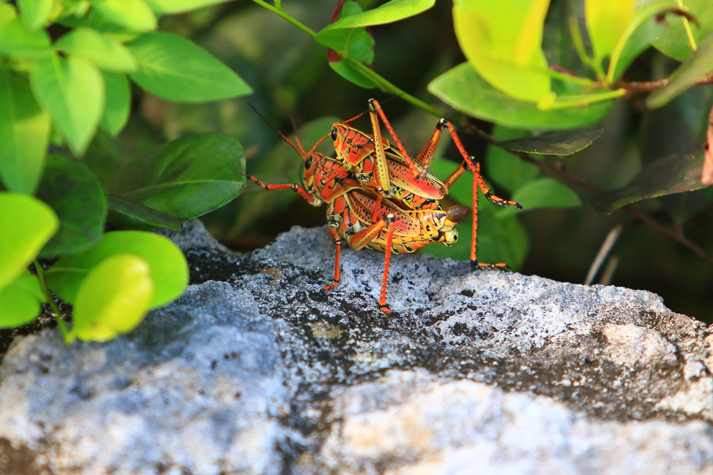 Eastern Lubber Grasshoppers having a go - Anhinga Trail