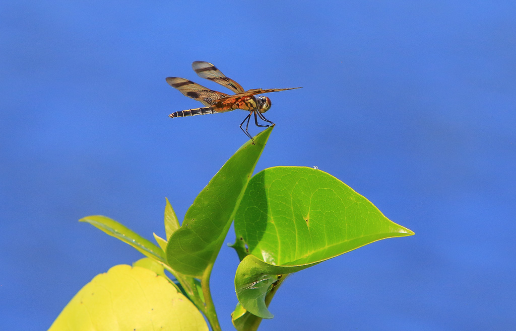 Halloween Pennant Dragonfly - Anhinga Trail
