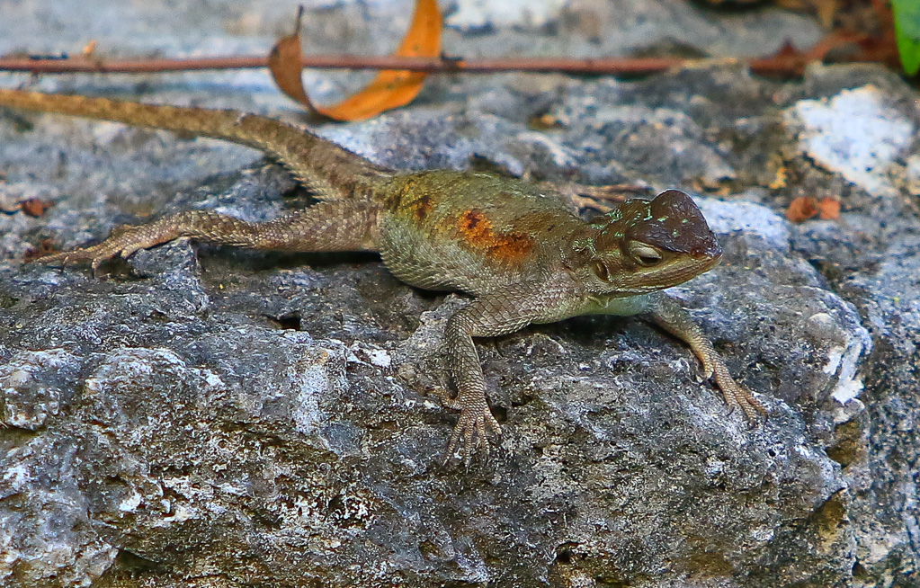 Northern curly-tailed lizard - Anhinga Trail