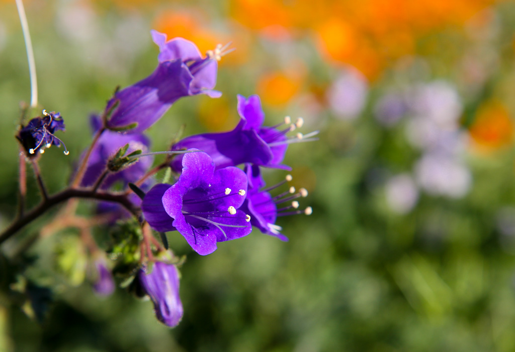 Canterbury Bells - Lake Elsinore 2008