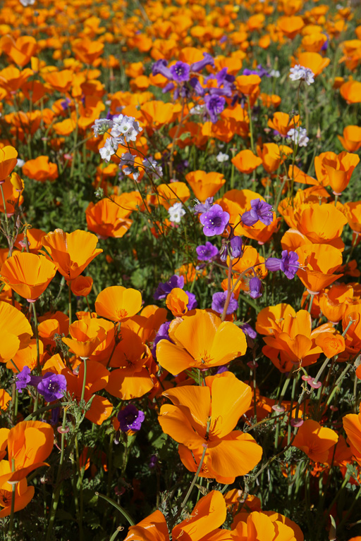 Purple and poppies - Lake Elsinore 2008