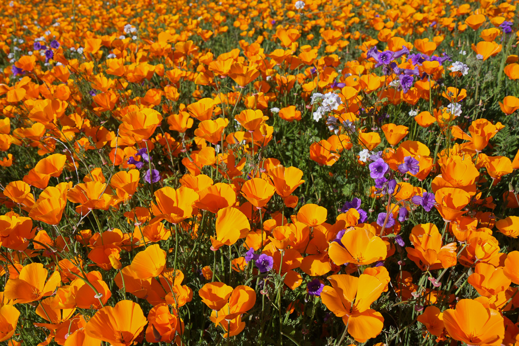 Profusion of blooms - Lake Elsinore 2008